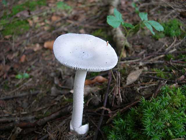 Funghi di frontiera